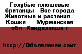 Голубые плюшевые британцы - Все города Животные и растения » Кошки   . Мурманская обл.,Кандалакша г.